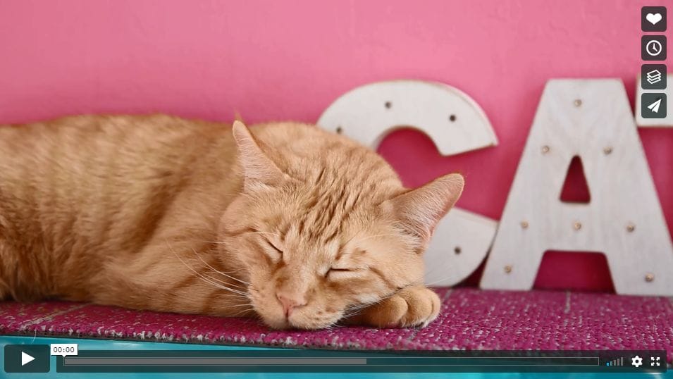 Photo of a cat lounging at La Gattara Cat Lounge.