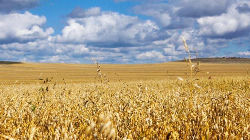A field of grains and a big sky with puffy clouds in the distance